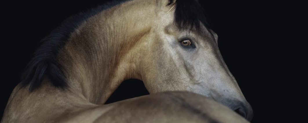 Se över hästens överlinje