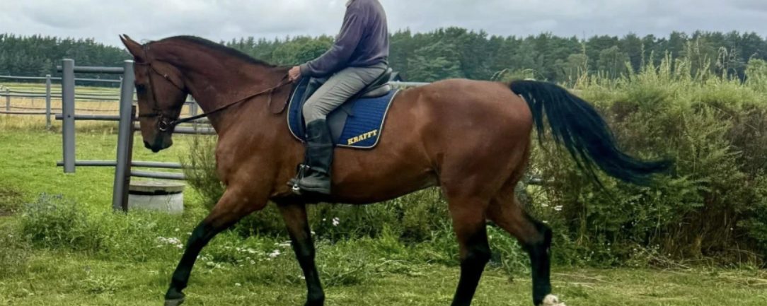 Catharina Hansson: ”Ridsporten – en fristad från ålderismen?”