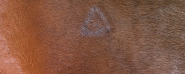 Triangelmärkning stoppas av Jordbruksverket