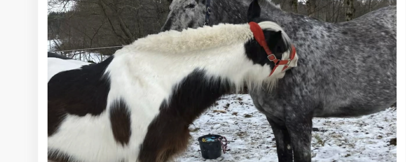 Ridklubben har valt att vaccinera alla ridskolehästar mot kvarka